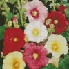 Hollyhocks Flower Diamond Painting