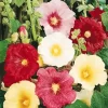 Hollyhocks Flower Diamond Painting