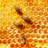 Honeybees Beehive Diamond Painting