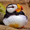 Horned Puffin Diamond Painting