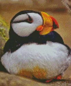 Horned Puffin Diamond Painting