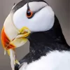 Horned Puffin Close Up Diamond Painting