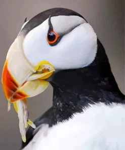 Horned Puffin Close Up Diamond Painting