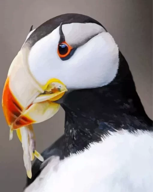 Horned Puffin Close Up Diamond Painting