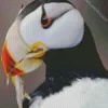 Horned Puffin Close Up Diamond Painting