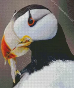 Horned Puffin Close Up Diamond Painting