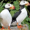 Horned Puffin Pair Diamond Painting