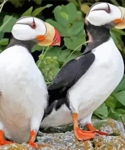 Horned Puffin Pair Diamond Painting