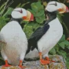 Horned Puffin Pair Diamond Painting