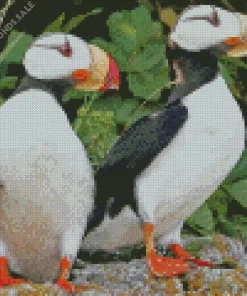 Horned Puffin Pair Diamond Painting