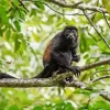 Howler Monkey Diamond Painting