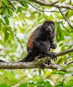 Howler Monkey Diamond Painting