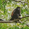 Howler Monkey Diamond Painting