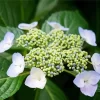 Hydrangea Anomala Diamond Painting