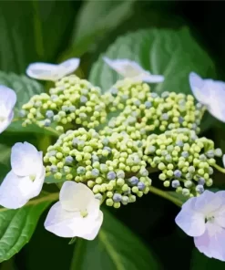 Hydrangea Anomala Diamond Painting