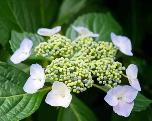 Hydrangea Anomala Diamond Painting