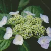 Hydrangea Anomala Diamond Painting