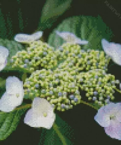 Hydrangea Anomala Diamond Painting