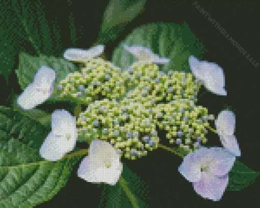 Hydrangea Anomala Diamond Painting