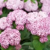 Hydrangea Arborescens Diamond Painting