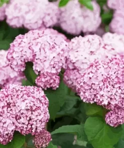 Hydrangea Arborescens Diamond Painting