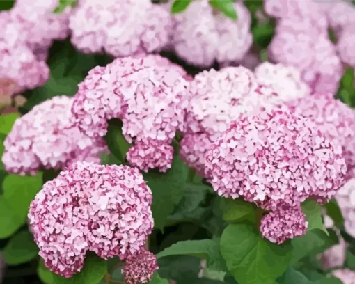 Hydrangea Arborescens Diamond Painting