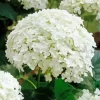 Hydrangea Arborescens Close Up Diamond Painting