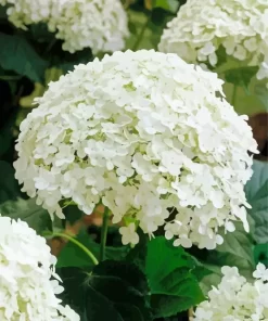 Hydrangea Arborescens Close Up Diamond Painting