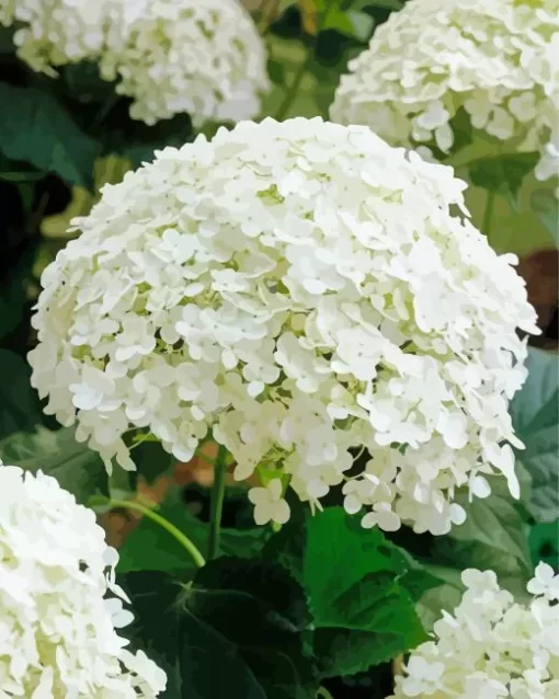 Hydrangea Arborescens Close Up Diamond Painting