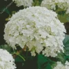 Hydrangea Arborescens Close Up Diamond Painting