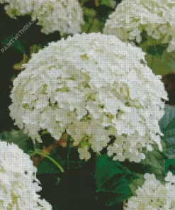 Hydrangea Arborescens Close Up Diamond Painting