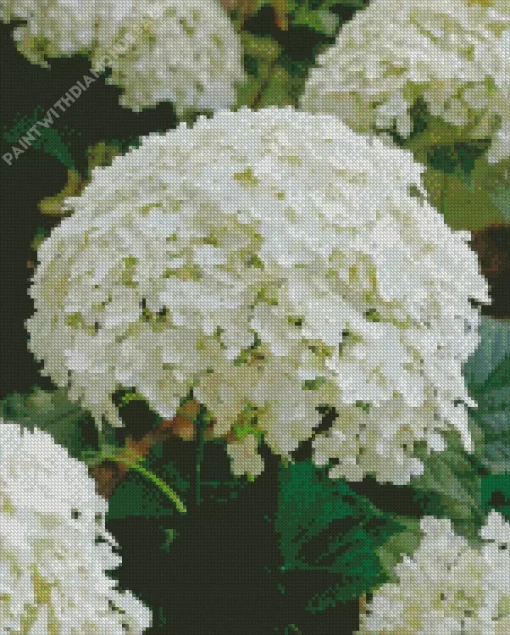 Hydrangea Arborescens Close Up Diamond Painting