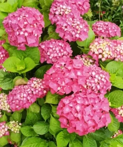 Hydrangea Macrophylla Diamond Painting