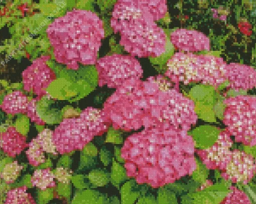 Hydrangea Macrophylla Diamond Painting