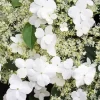 Hydrangea Petiolaris Plants Diamond Painting