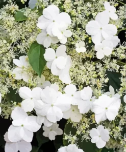 Hydrangea Petiolaris Plants Diamond Painting