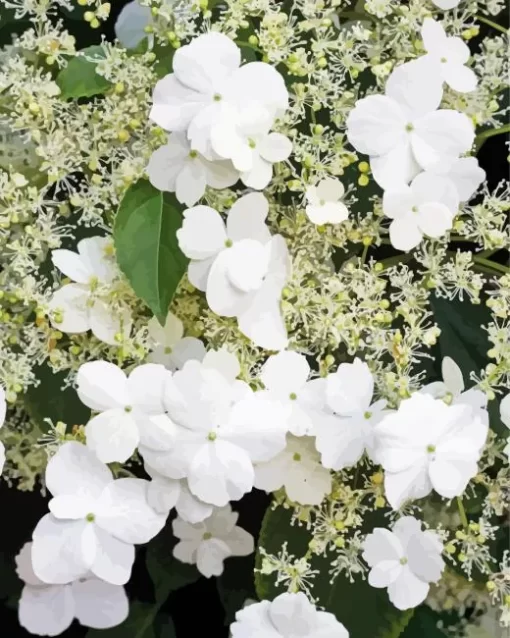 Hydrangea Petiolaris Plants Diamond Painting