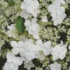 Hydrangea Petiolaris Plants Diamond Painting