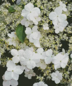 Hydrangea Petiolaris Plants Diamond Painting