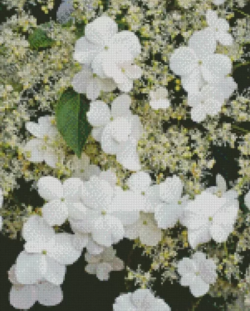 Hydrangea Petiolaris Plants Diamond Painting