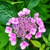 Hydrangea Serrata Diamond Painting