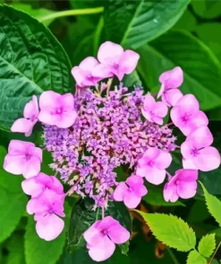 Hydrangea Serrata Diamond Painting