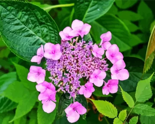 Hydrangea Serrata Diamond Painting