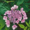 Hydrangea Serrata Diamond Painting