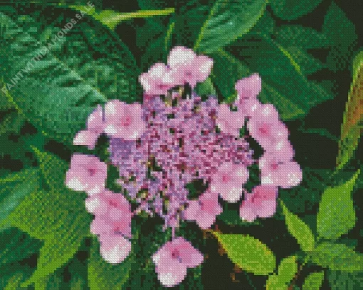 Hydrangea Serrata Diamond Painting