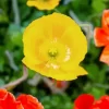 Iceland Poppies Diamond Painting