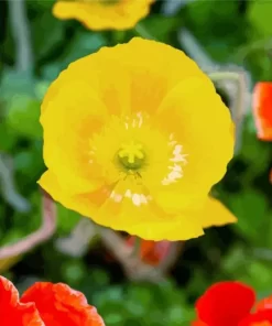 Iceland Poppies Diamond Painting