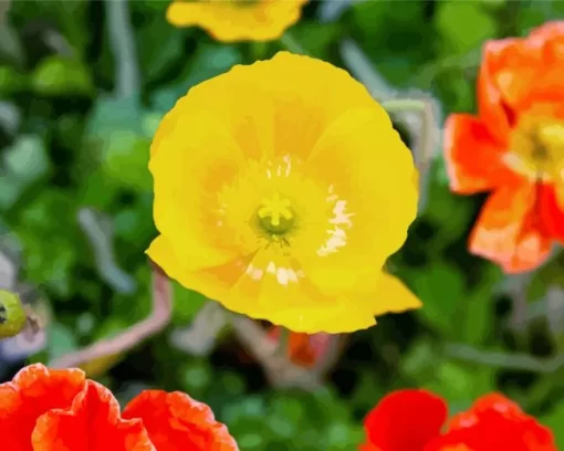 Iceland Poppies Diamond Painting