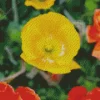 Iceland Poppies Diamond Painting