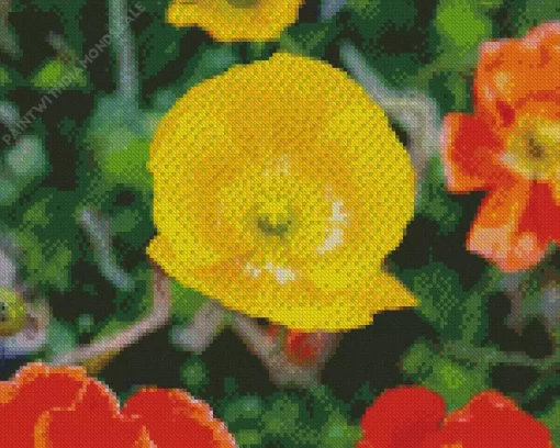 Iceland Poppies Diamond Painting